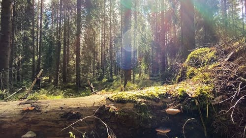 有关人, 天性, 户外的免费素材视频