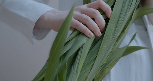 有关女人, 握住, 植物群的免费素材视频