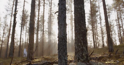 有关人, 明亮, 森林的免费素材视频