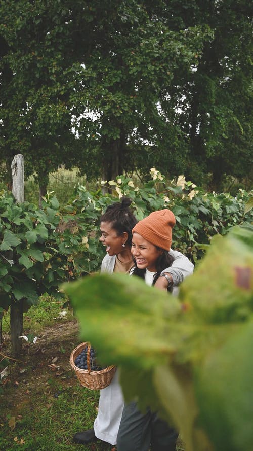 妇女在葡萄园里收获葡萄 · 免费素材视频