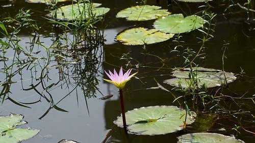 有关充满活力, 反射, 天性的免费素材视频