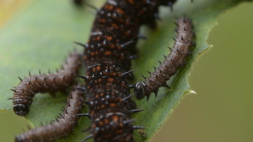 有关天性, 专注, 小的免费素材视频