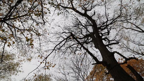 有关低角度拍摄, 光秃秃的, 天性的免费素材视频