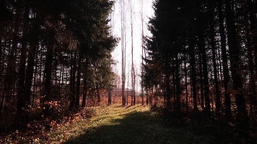 有关下落, 优美的风景, 天性的免费素材视频