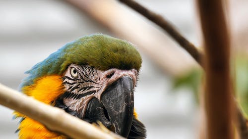 有关动物, 动物摄影, 模糊的背景的免费素材视频