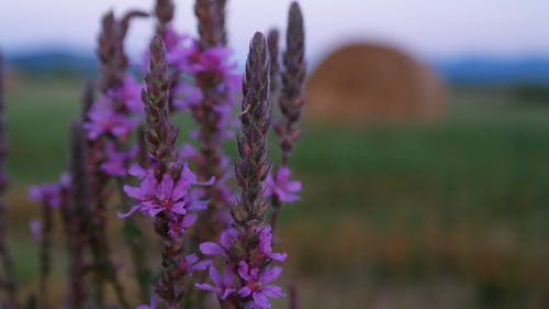 有关工厂, 户外, 模糊背景的免费素材视频