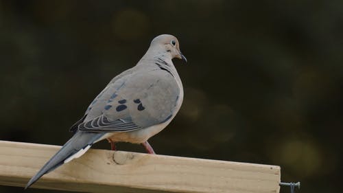 有关动物, 天性, 户外的免费素材视频