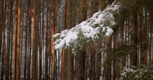 有关冬季, 冷, 大雪覆盖的免费素材视频