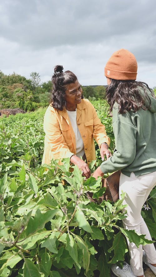 妇女在他们的农场收获成熟的茄子 · 免费素材视频