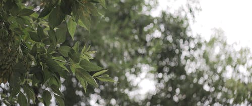 有关冷静, 变形, 季节的免费素材视频