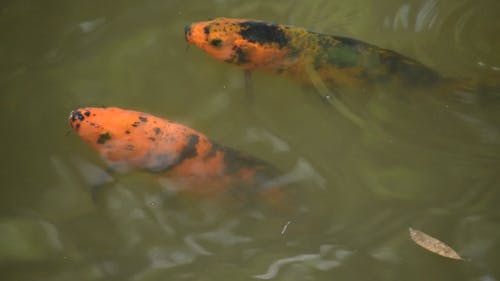 有关动物, 水, 特写的免费素材视频