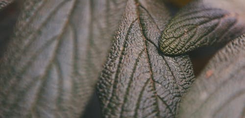 有关天性, 宏观, 专注的免费素材视频