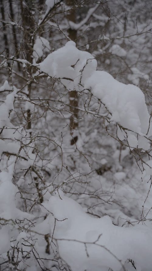 有关下雪的, 冬季, 冷冰冰的免费素材视频