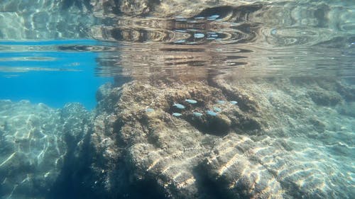 有关水下, 浮潜, 海的免费素材视频