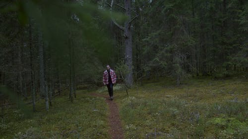 有关人, 分支机构, 天性的免费素材视频