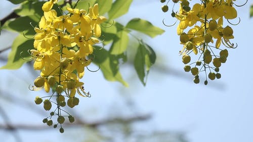 有关一束花, 充满活力, 决明子的免费素材视频