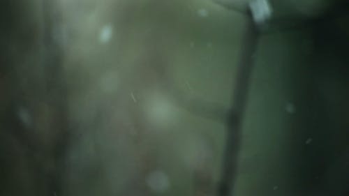 有关模糊背景, 特写镜头, 降雪的免费素材视频