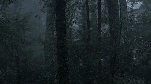 有关下雨, 天性, 户外的免费素材视频