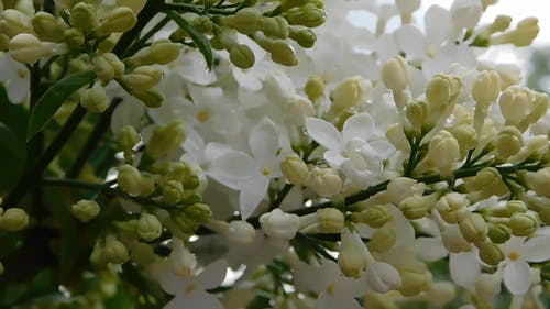 有关天性, 特写, 白色的花朵的免费素材视频