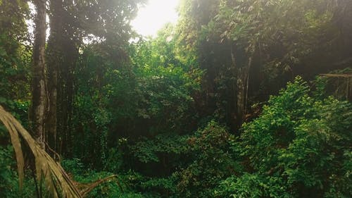 有关天性, 户外, 森林的免费素材视频