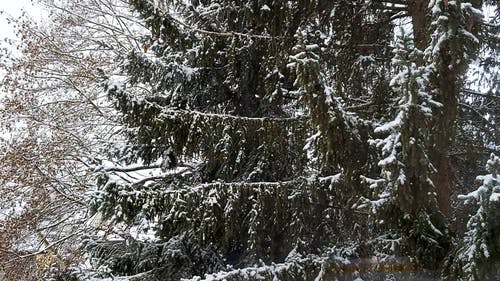 有关下雪, 冷, 大雪覆盖的免费素材视频