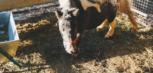 有关动物, 可爱, 可爱的的免费素材视频