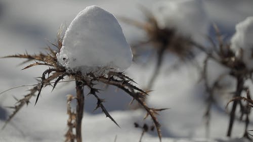 有关下雪的天气, 冬季, 冰的免费素材视频