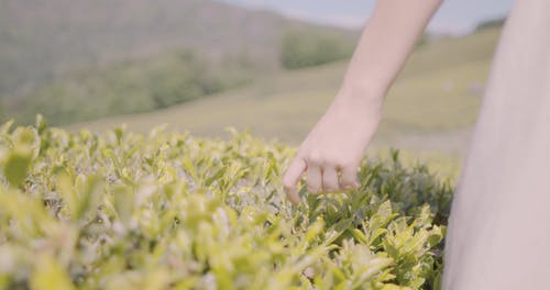 有关工厂, 模糊的背景, 树叶的免费素材视频