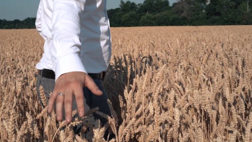 有关人, 农业领域, 大麦的免费素材视频