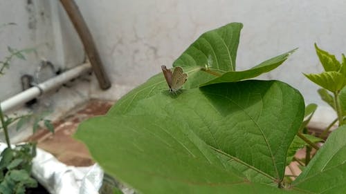 有关树叶, 漂亮, 生物的免费素材视频