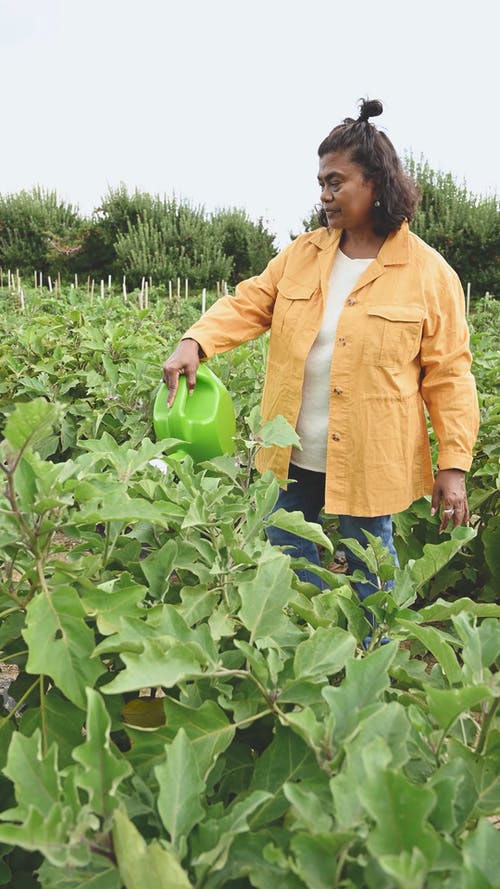 一个女人在她的茄子种植园浇水 · 免费素材视频