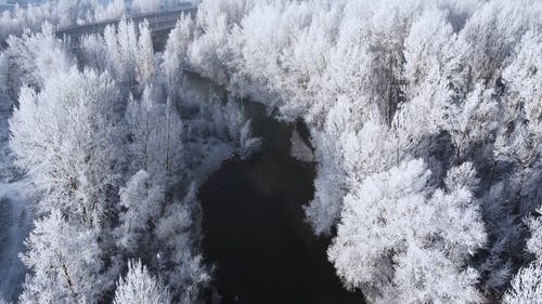 有关下雪, 冬季, 树木的免费素材视频