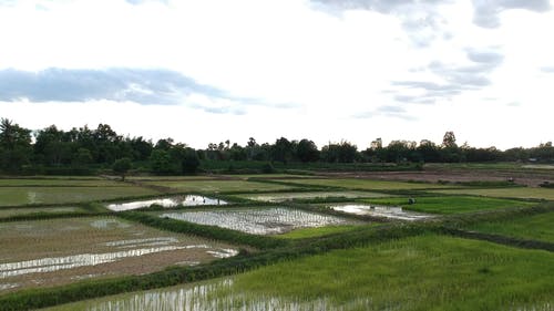 有关天性, 景观, 稻田的免费素材视频