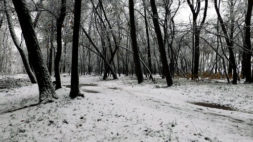 有关下雪的, 冒险, 冬季的免费素材视频