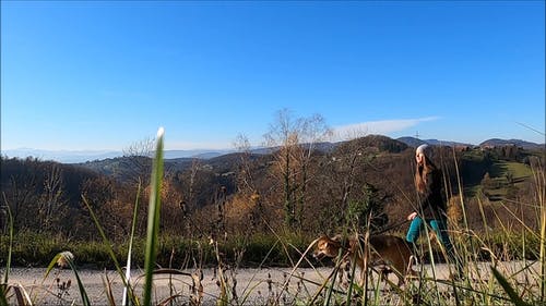 有关宠物, 德国牧羊犬, 户外的免费素材视频