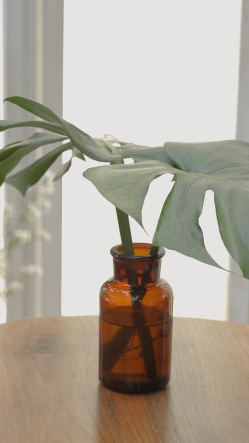 有关monstera deliciosa, 垂直视频, 室内植物的免费素材视频