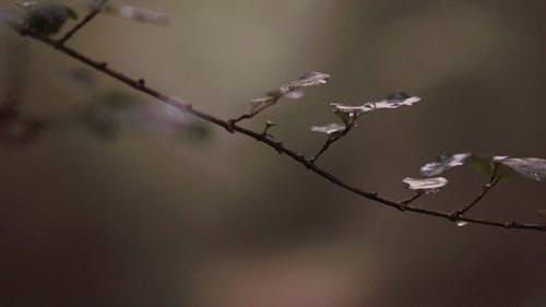 有关分公司, 天性, 户外的免费素材视频