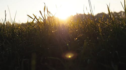 有关剪影, 天性, 太阳光线的免费素材视频