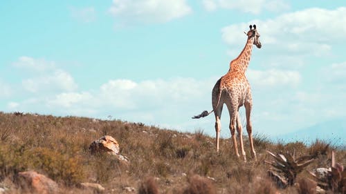 有关动物爱好者, 动物园, 南非的免费素材视频