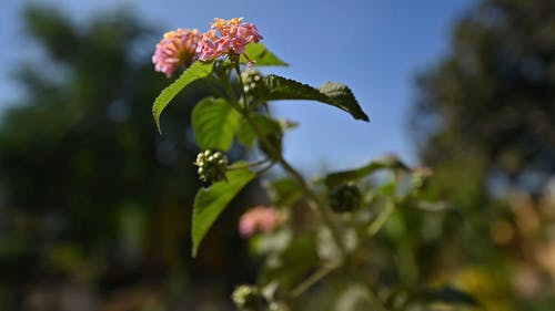有关植物群, 特写, 绽放的免费素材视频
