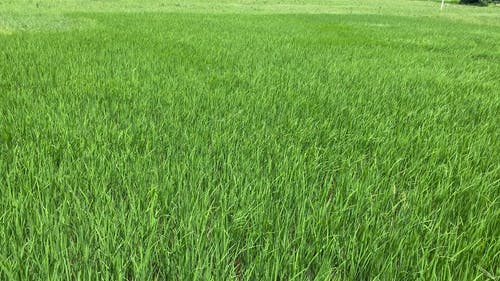 有关fresc verd arrozal, 农业用地, 土地的免费素材视频