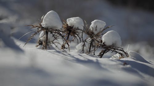 有关下雪的, 下雪的天气, 冬季的免费素材视频