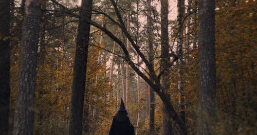 森林里的女巫 · 免费素材视频