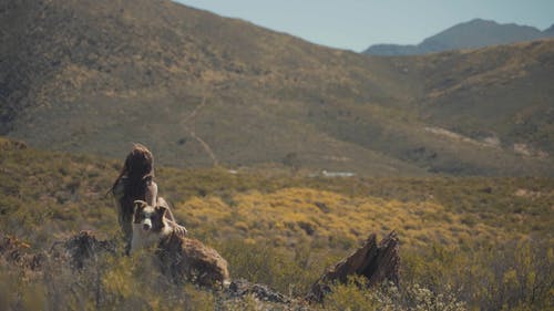 有关乌玛维达－德卡乔罗, 冒险, 动物的免费素材视频