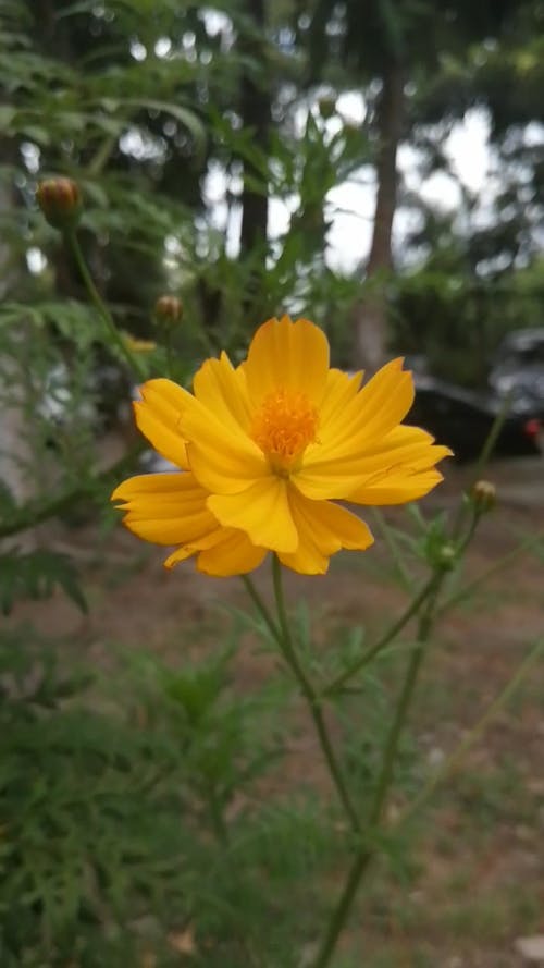 有关垂直视频, 户外, 植物群的免费素材视频