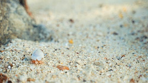 有关在沙滩上, 寄居蟹, 岛上的生活的免费素材视频