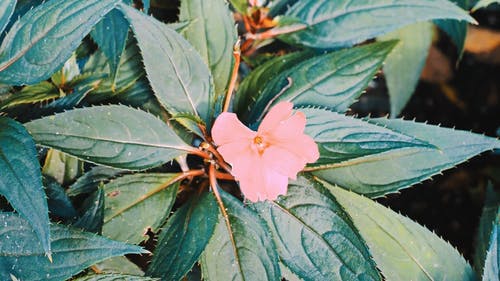 有关植物群, 树叶, 特写的免费素材视频