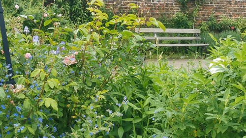 有关公园, 天性, 工厂的免费素材视频