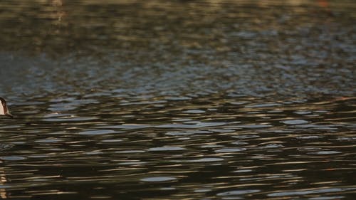 有关喝, 天性, 慢动作的免费素材视频