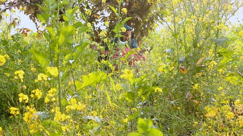 有关@户外, 农地, 印度的免费素材视频
